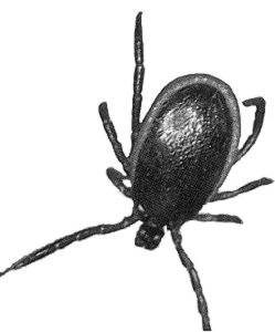 zecca